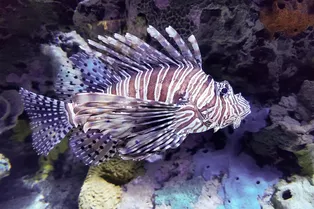 Магия науки: как волосы одной рыбки могут объяснить потерю слуха у людей