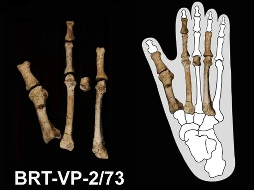 3,4-миллионная окаменелость стопы Australopithecus deyiremeda состоит из фрагментов первых четырех пальцев. Справа она встроена в контур стопы гориллы, что показывает сходство их больших пальцев.
