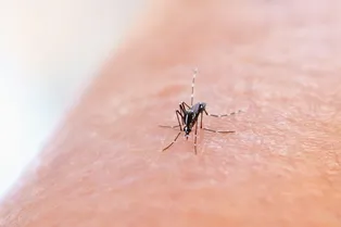 Как комары выбирают человека для укуса? Узнайте интересный факт!