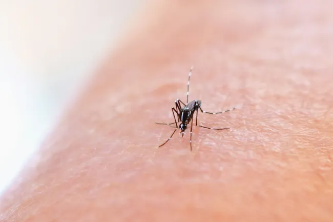 Как комары выбирают человека для укуса? Узнайте интересный факт!