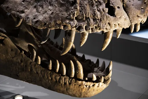 Зубы Tyrannosaurus rex. Зубы Tyrannosaurus rex.