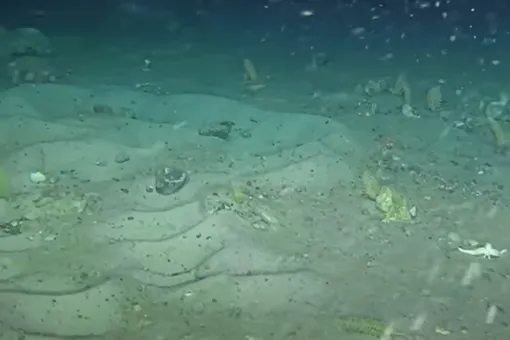 Антарктические рыбы строят на дне моря «города» из гнезд для защиты потомства