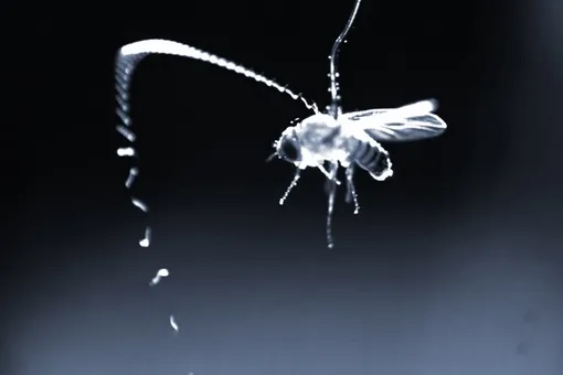 Черви-паразиты используют статическое электричество как снайперский прицел Черви-паразиты используют статическое электричество как снайперский прицел