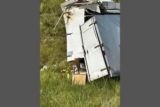 Грузовик с макаками Грузовик с макаками