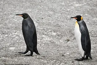 Видео! На острове Южная Георгия засняли на камеру редчайшего черного пингвина