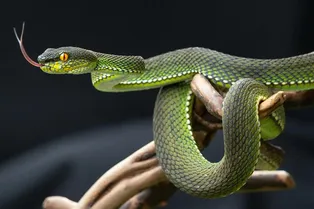 Моча рептилий содержит секрет избавления от болей при подагре и камнях в почках Моча рептилий содержит секрет избавления от болей при подагре и камнях в почках