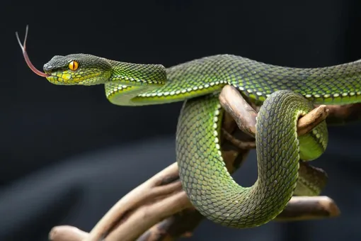 Моча рептилий содержит секрет избавления от болей при подагре и камнях в почках Моча рептилий содержит секрет избавления от болей при подагре и камнях в почках