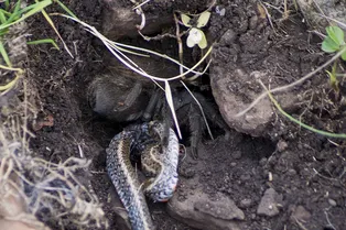 Тарантул убил и съел огромную змею