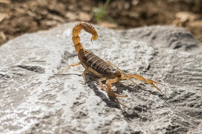 Как действует яд скорпионов на организм человека и можно ли от него умереть? 5 ошеломляющих фактов о жизни паукообразных
