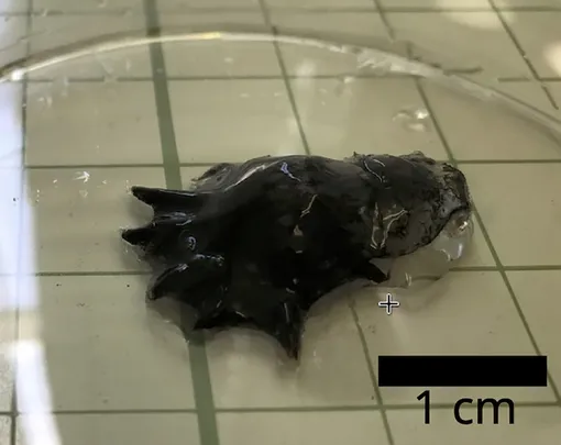 Vampyroteuthis infernalis в лаборатории. Vampyroteuthis infernalis в лаборатории.