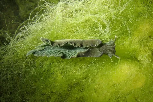 От фотосинтезирующих слизней до до ультрачерной материи: главные новости сегодня От фотосинтезирующих слизней до до ультрачерной материи: главные новости сегодня