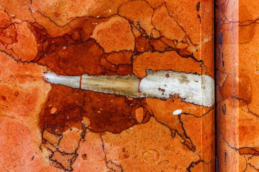 Светлый ростр белемнита