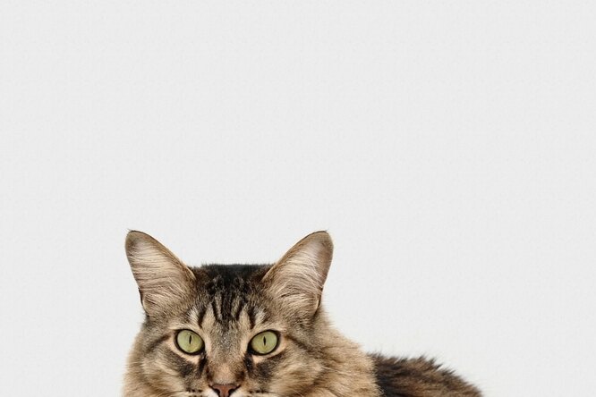 Почему кошкам нельзя пить молоко: удивительные факты о здоровье кошачьих. Запомните их, чтобы не навредить питомцу!