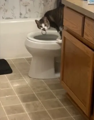 Кота поймали с поличным