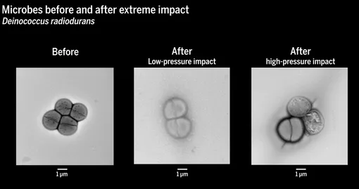 Состояние микробов до и после удара.