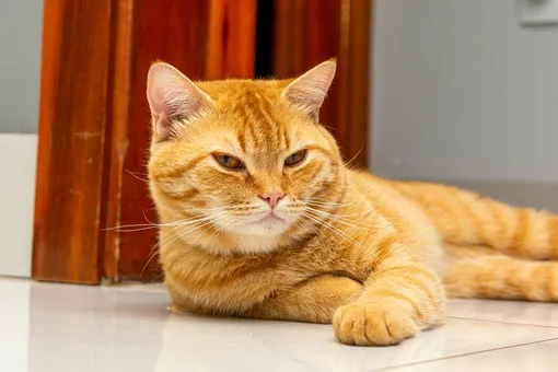 Рыжий кот Рыжий кот