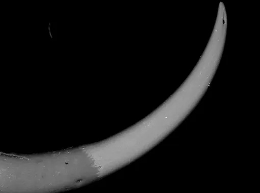 Тельсон Androctonus australis – граница изменения цвета показывает, где заканчивается обогащение металлами