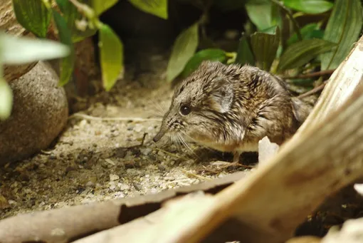 Слоно-землеройка (Macroscelides) Слоно-землеройка (Macroscelides)