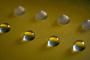 Ученые описали удивительные грибки, способные замораживать воду