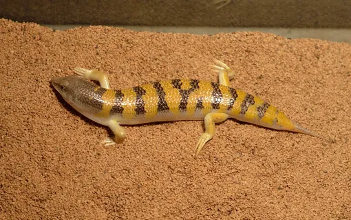 scincus lizard