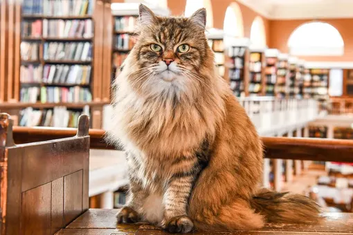 кот в библиотеке