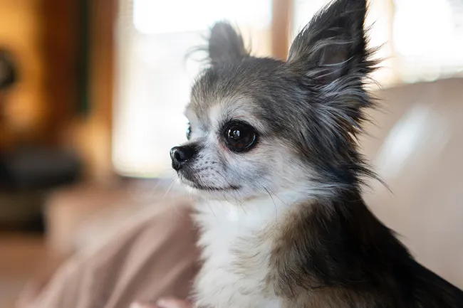 «Маленькая, а рычит!»: правда ли, что миниатюрные породы собак агрессивные и злые