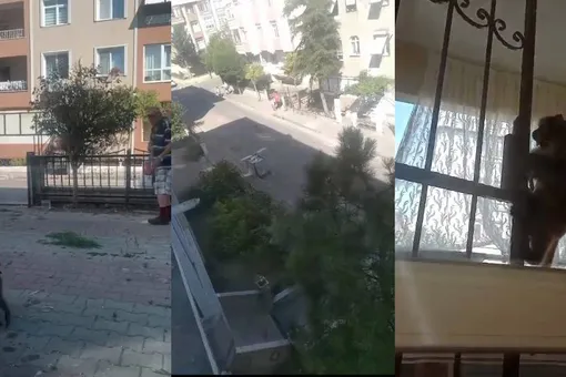 Обезьяна напала на людей в Стамбуле. Некоторые до сих лечатся от травм Обезьяна напала на людей в Стамбуле. Некоторые до сих лечатся от травм