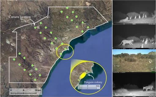 Пумы охотятся на пингвинов