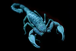 От «металлических» скорпионов до тайн древних мумий: главные новости сегодня