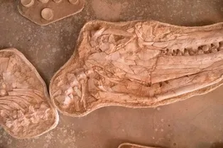 Гроза морских глубин: как ученые обнаружили останки древнего хищника, в разы превосходившего современных крокодилов Гроза морских глубин: как ученые обнаружили останки древнего хищника, в разы превосходившего современных крокодилов