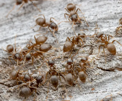 Муравьи Lasius neglectus