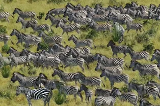 Тест на зоркость для обладателей «орлиного» зрения: на этом фото среди зебр спрятался хищник! Найдите его за 10 секунд Тест на зоркость для обладателей «орлиного» зрения: на этом фото среди зебр спрятался хищник! Найдите его за 10 секунд