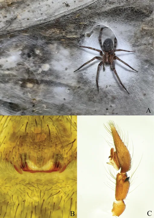 пауки пауки