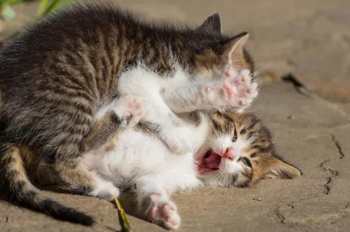 котята дерутся котята дерутся