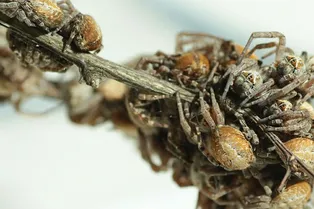 Кошмарные подробности жизни членистоногих: почему пауки пожирают своих матерей Кошмарные подробности жизни членистоногих: почему пауки пожирают своих матерей