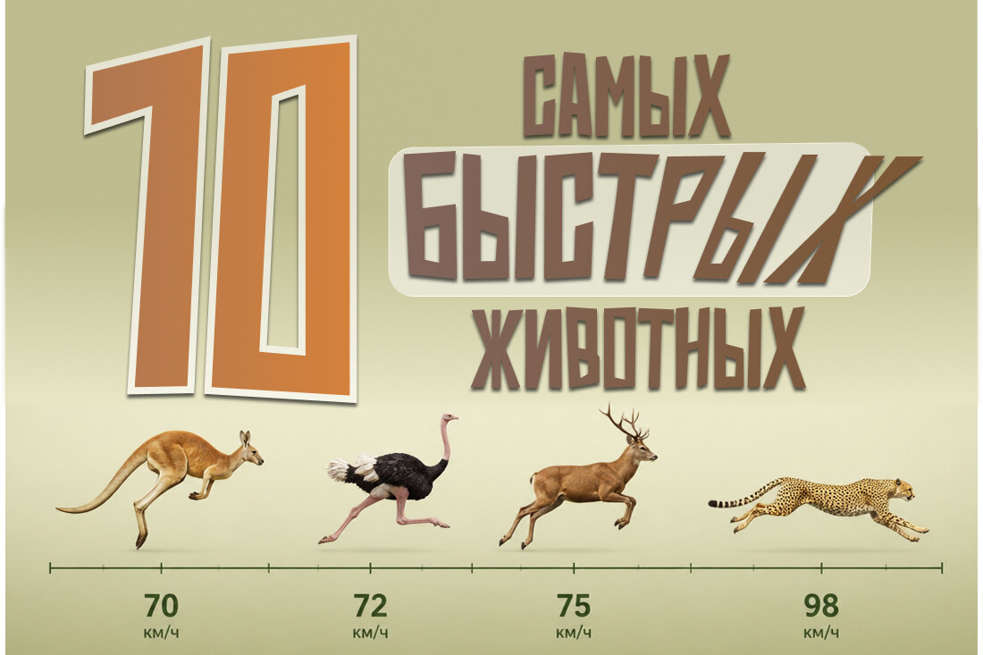Самые быстрые наземные животные: 10 спринтеров природы