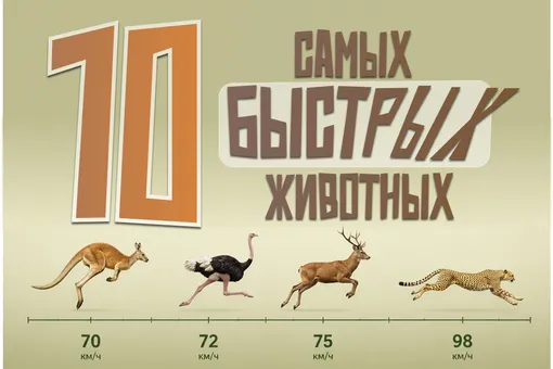 Самые быстрые наземные животные: 10 спринтеров природы Самые быстрые наземные животные: 10 спринтеров природы