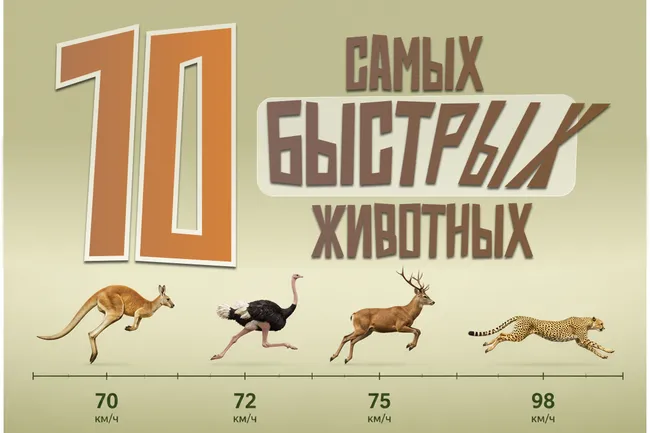 Самые быстрые наземные животные: 10 спринтеров природы