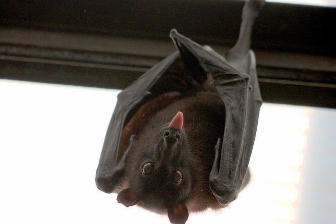 Лучшая подруга летучей мыши-вампира усыновила ее детеныша после того, как его мать умерла