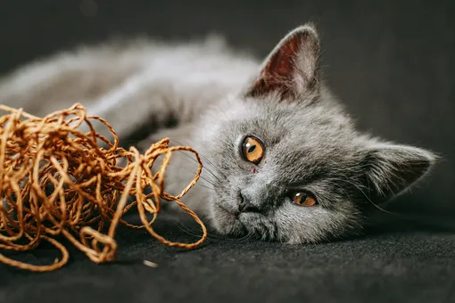 Котик и клубок Котик и клубок