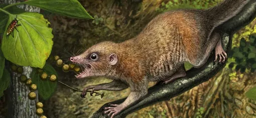 Иллюстрация Purgatorius, самого древнего из известных приматов.