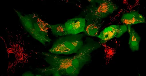 Перезарядка клеток в присутствии наноцветов Перезарядка клеток в присутствии наноцветов