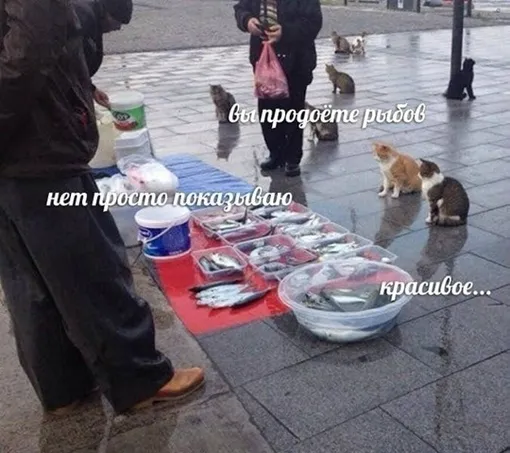 Фотография котов и торговца рыбой распространяется в Сети по крайней мере с 2014 года. Она пережила несколько периодов замирания и каскадного усиления. Усиление всегда было связано не с самой фотографией (она не меняется), а с ее небольшой модификацией — появлением новых подписей. Самый успешный вариант (на картинке) связан именно с новой подписью. Этот каскад начался примерно в 2021 году и продолжается до сих пор. Хотя его интенсивность снижается, не исключено, что новые подписи опять разбудят интерес к мему. Фотография котов и торговца рыбой распространяется в Сети по крайней мере с 2014 года. Она пережила несколько периодов замирания и каскадного усиления. Усиление всегда было связано не с самой фотографией (она не меняется), а с ее небольшой модификацией — появлением новых подписей. Самый успешный вариант (на картинке) связан именно с новой подписью. Этот каскад начался примерно в 2021 году и продолжается до сих пор. Хотя его интенсивность снижается, не исключено, что новые подписи опять разбудят интерес к мему.