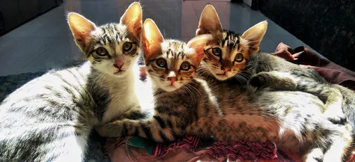 Котята