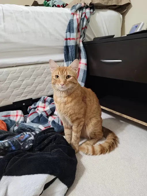 Кот Оливер сам нашел дорогу домой Кот Оливер сам нашел дорогу домой