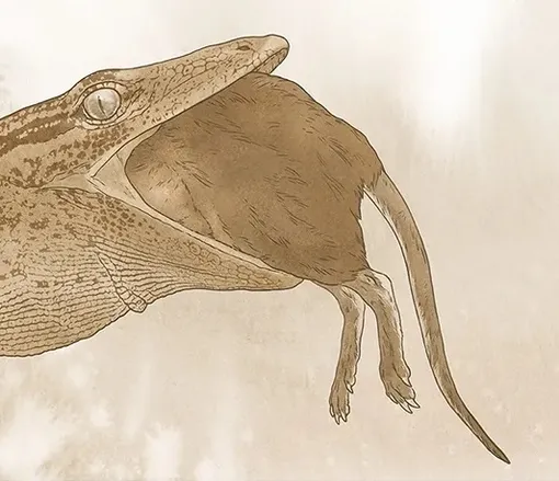 Breugnathair elgolensis