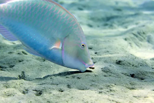 Рыба-попугай в поисках пищи в Красном море Рыба-попугай в поисках пищи в Красном море