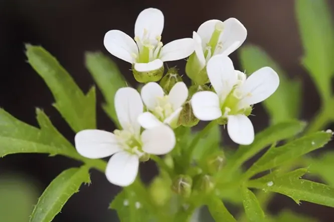 Оказалось, что растения сами решают, сколько углерода поглотить из атмосферы — и в будущем это может сыграть нам на руку