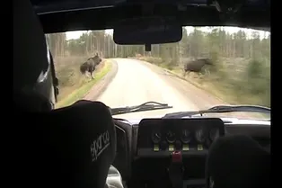 Гонщик промчался между двумя лосями: видео