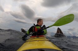 Опасный спорт: как киты страшно напугали каякера в открытых водах